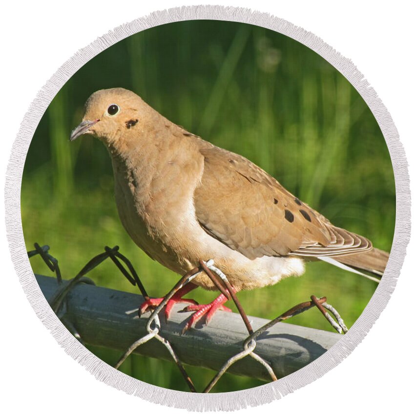 Nature Round Beach Towel featuring the photograph Morning Dove I #1 by Debbie Portwood