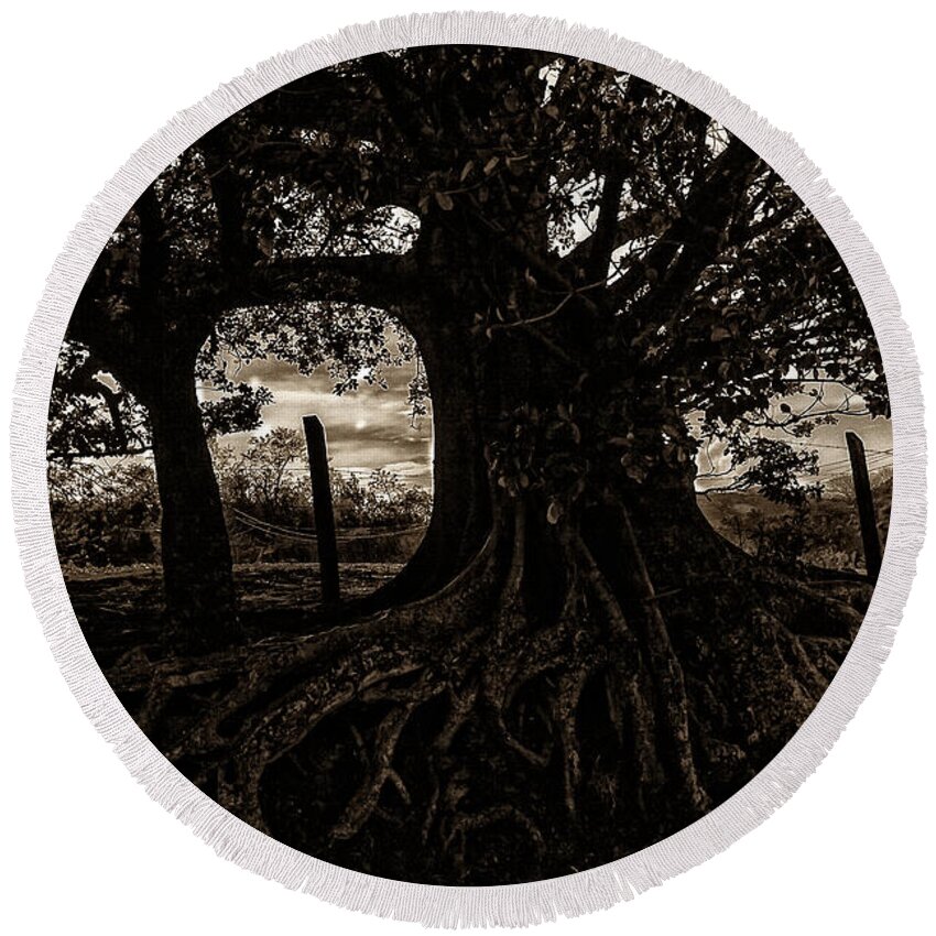 Tree Round Beach Towel featuring the photograph Old Tree by Madeline Ellis