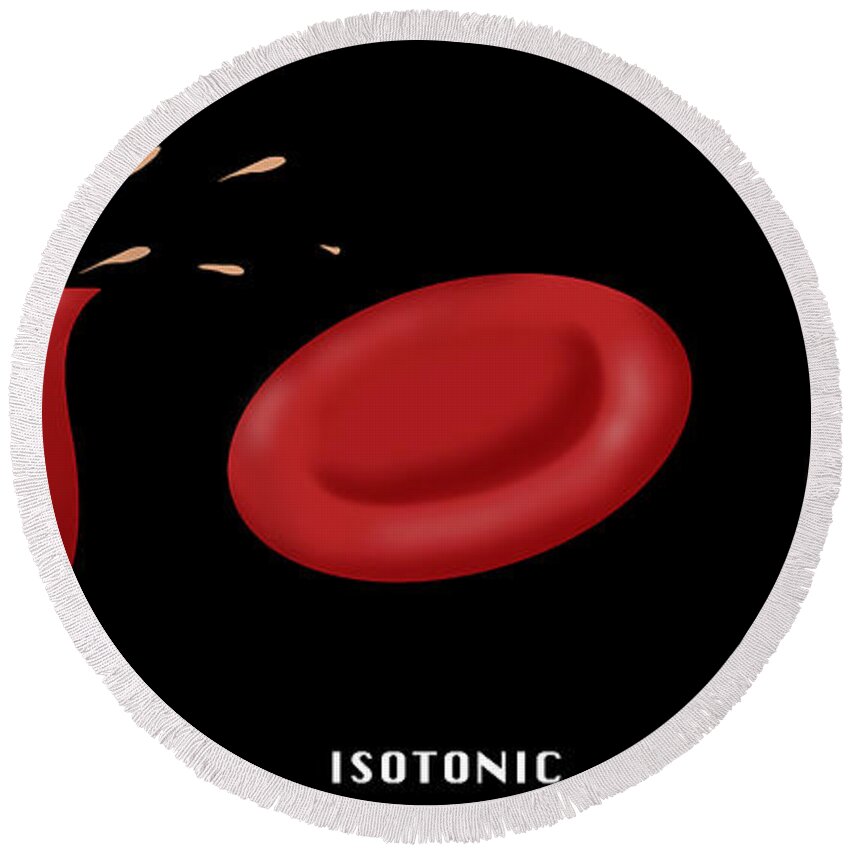 Science Round Beach Towel featuring the photograph Osmotic Pressure On Blood Cells #1 by Monica Schroeder / Science Source
