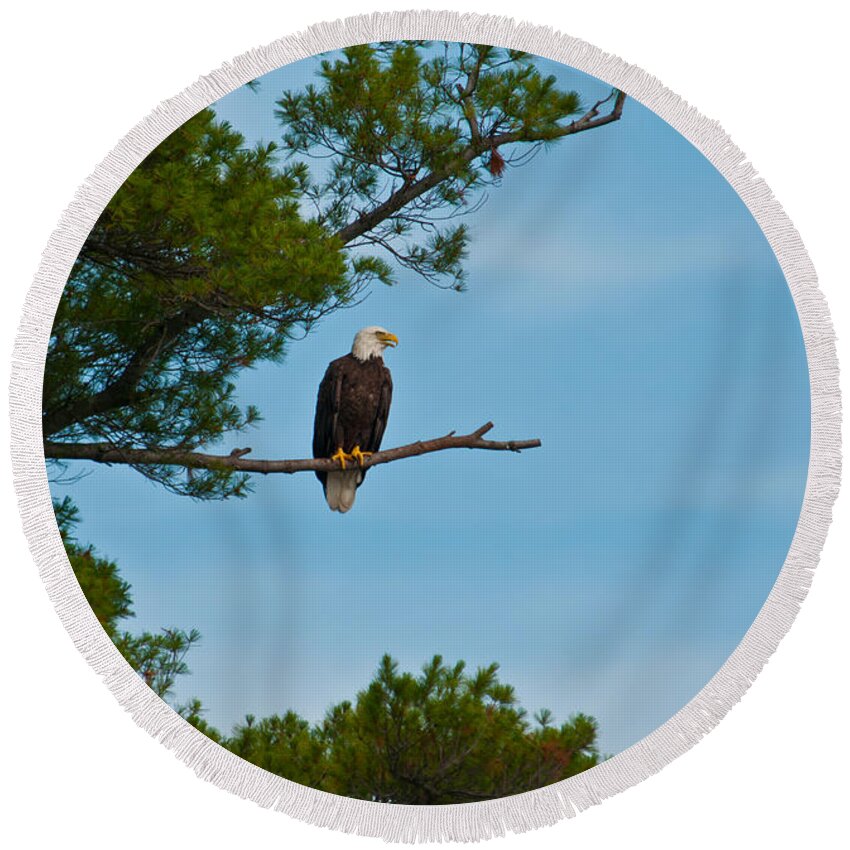 Bald Eagle Round Beach Towel featuring the photograph Out on a Limb #1 by Brenda Jacobs