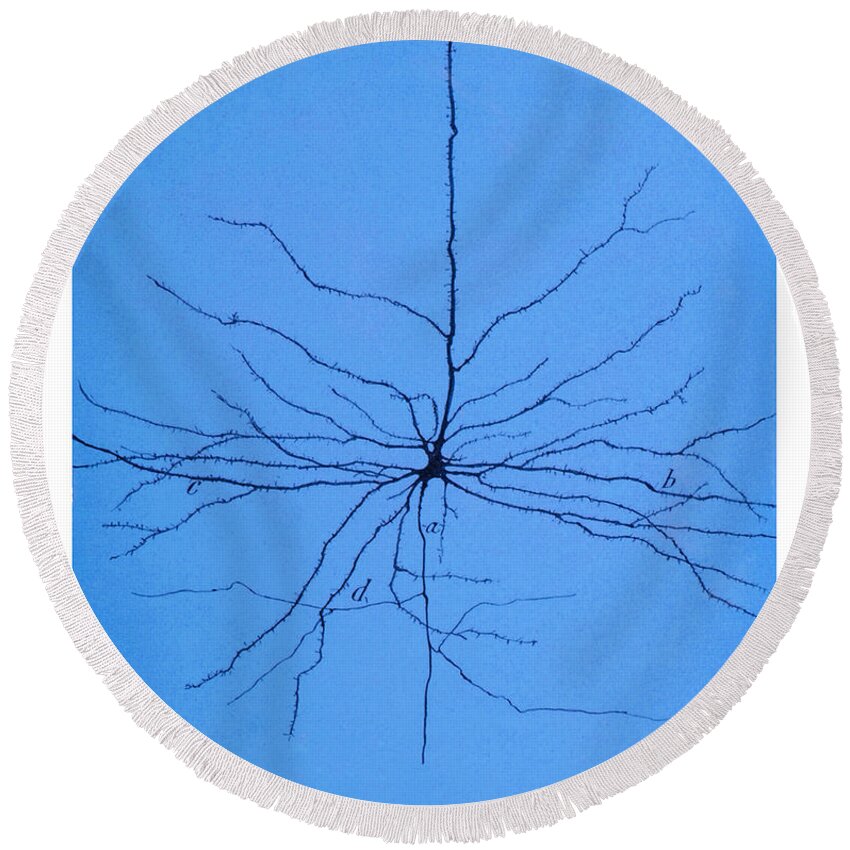 Pyramidal Cell Round Beach Towel featuring the photograph Pyramidal Cell In Cerebral Cortex, Cajal #3 by Science Source