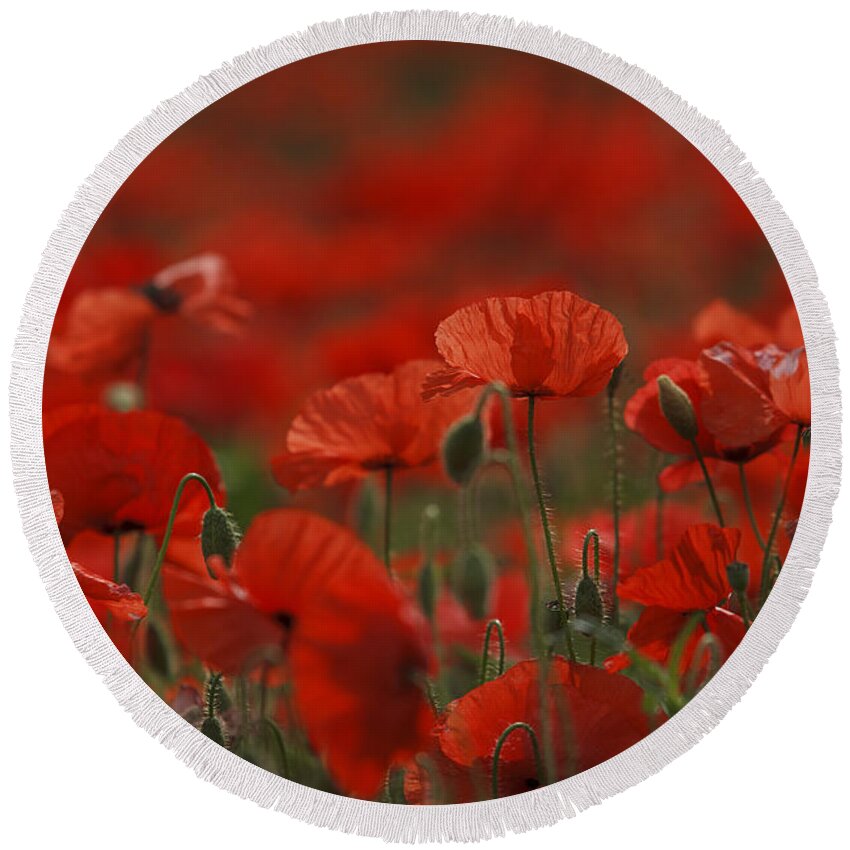 Poppy Round Beach Towel featuring the photograph Red #1 by Nailia Schwarz