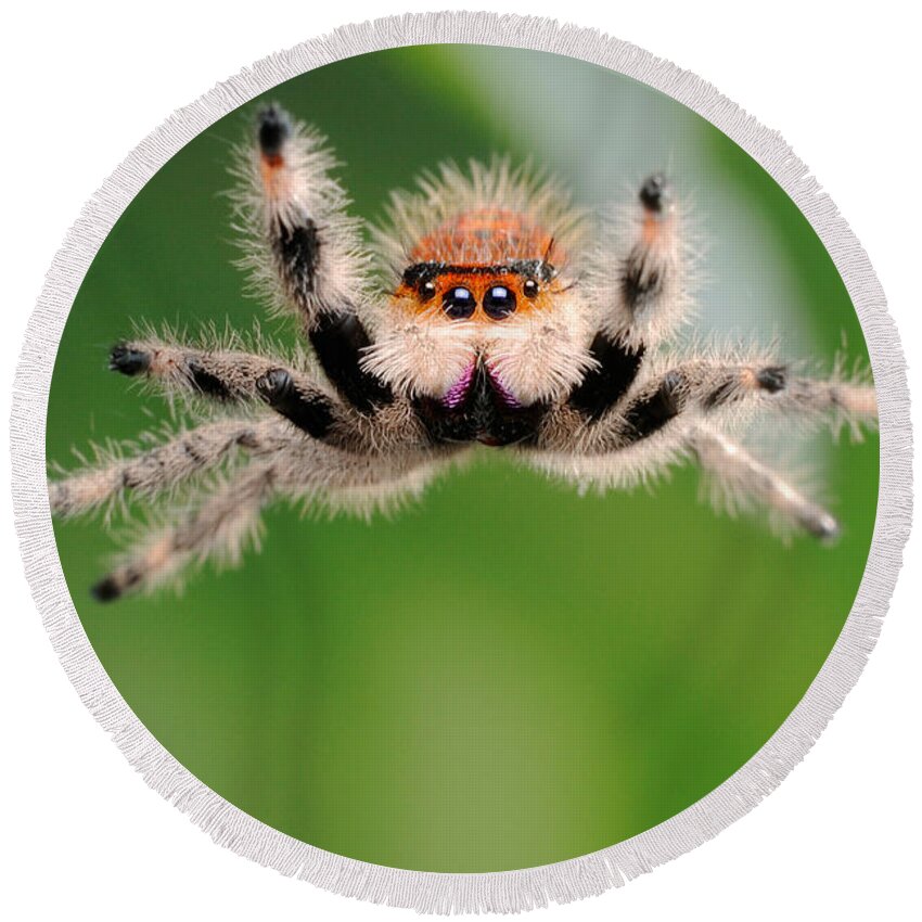 Regius Round Beach Towel featuring the photograph Regal Jumping Spider Jumping #4 by Scott Linstead