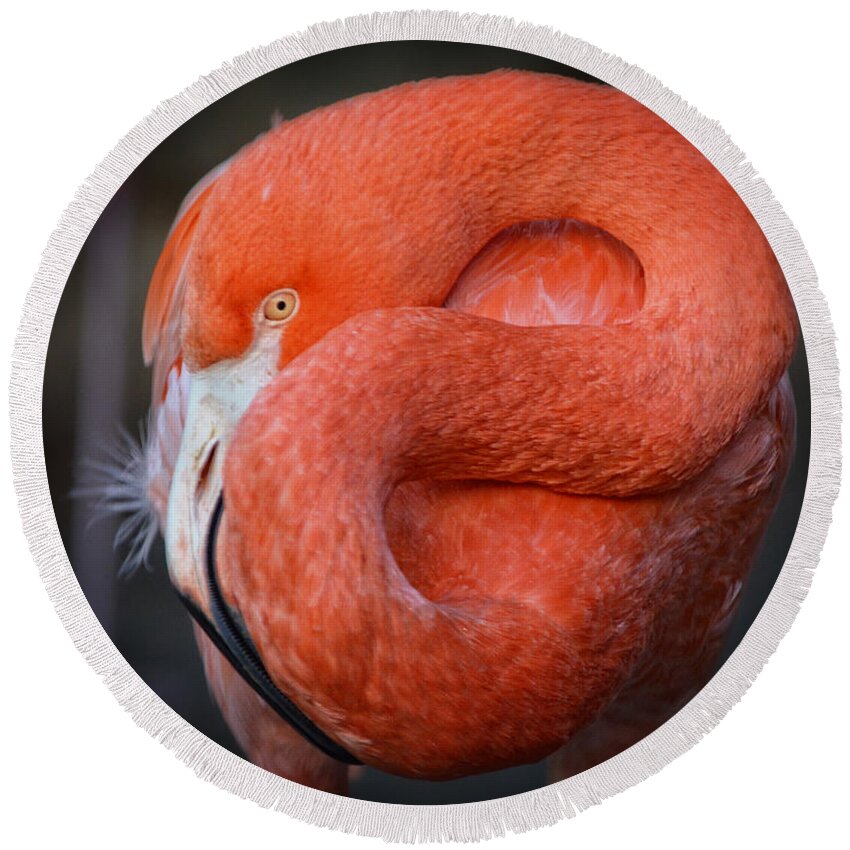 America Round Beach Towel featuring the photograph Resting Flamingo #2 by Maggy Marsh