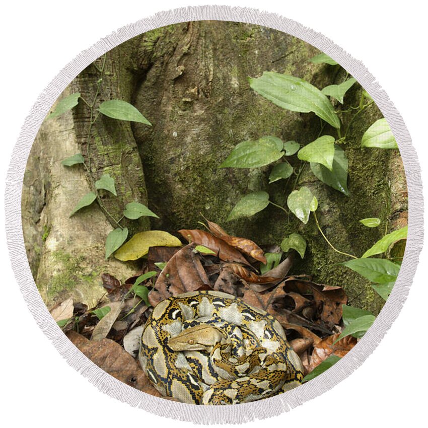 Reticulated Python Round Beach Towel featuring the photograph Reticulated Python #1 by Chris Mattison/FLPA