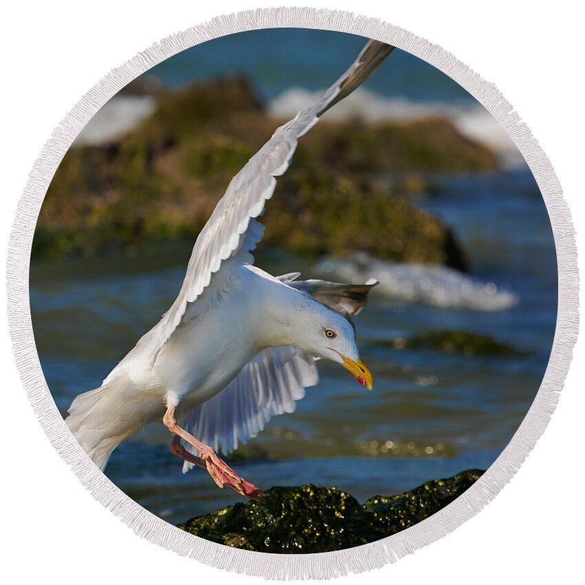 Closeup Round Beach Towel featuring the photograph Seagull in flight #2 by Nick Biemans
