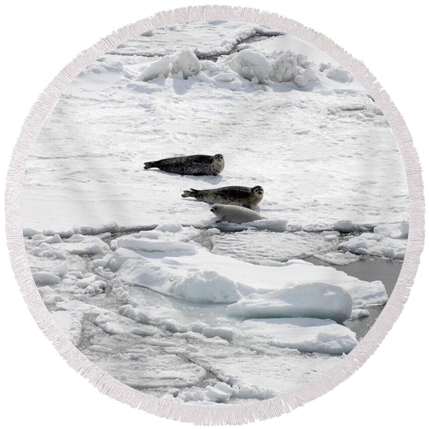 Adults With Young Round Beach Towel featuring the photograph Spotted Seal Family #1 by Carleton Ray
