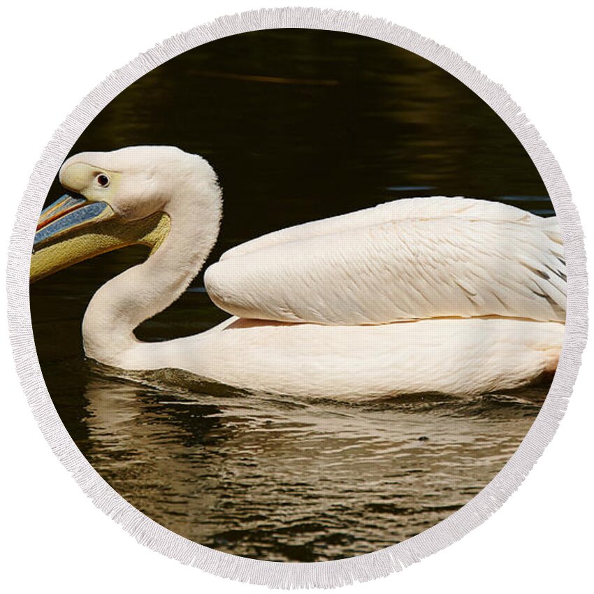 Animal Round Beach Towel featuring the photograph Swimming Pink Pelican #1 by Nick Biemans