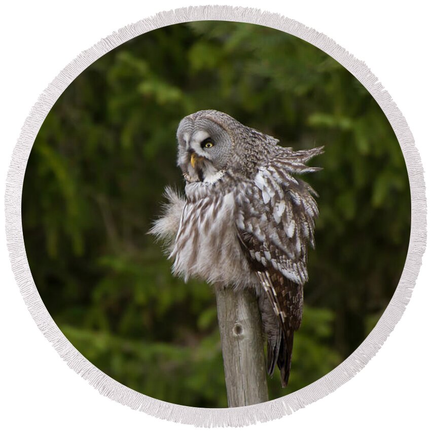 Great Gray Owl Round Beach Towel featuring the photograph The Great Grey Owl by Torbjorn Swenelius