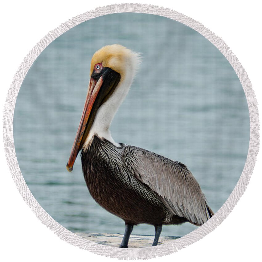 Usa Round Beach Towel featuring the photograph The Pelican by Hannes Cmarits