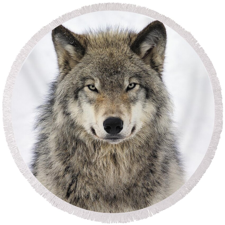 #faatoppicks Round Beach Towel featuring the photograph Timber Wolf Portrait #2 by Tony Beck
