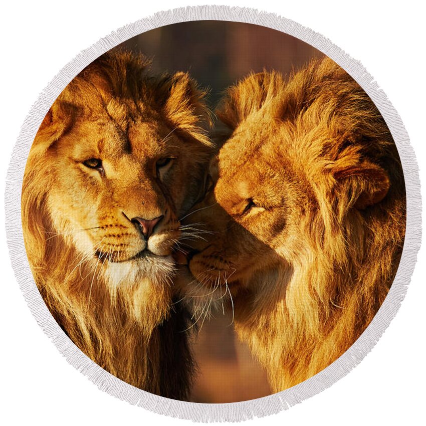Closeup Round Beach Towel featuring the photograph Two lions close together #1 by Nick Biemans