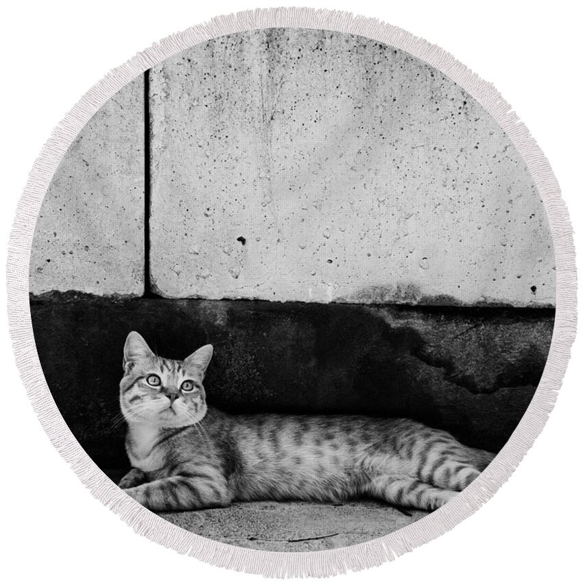 Cat Round Beach Towel featuring the photograph Untitled #1 by Laura Melis