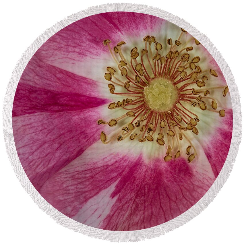 Clematis Flower Round Beach Towel featuring the photograph Up Close #1 by Susan Candelario