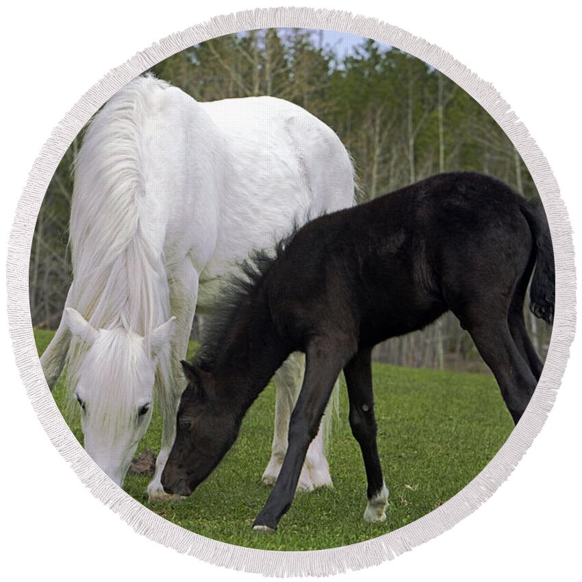 Horse Round Beach Towel featuring the photograph Welsh Mountain Pony Mare And Foal #1 by Rolf Kopfle