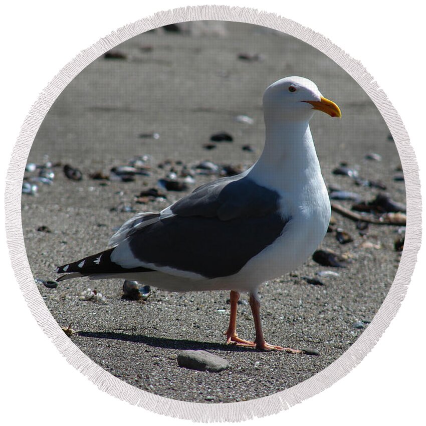 Bird Round Beach Towel featuring the photograph Western Gull by Carl Moore