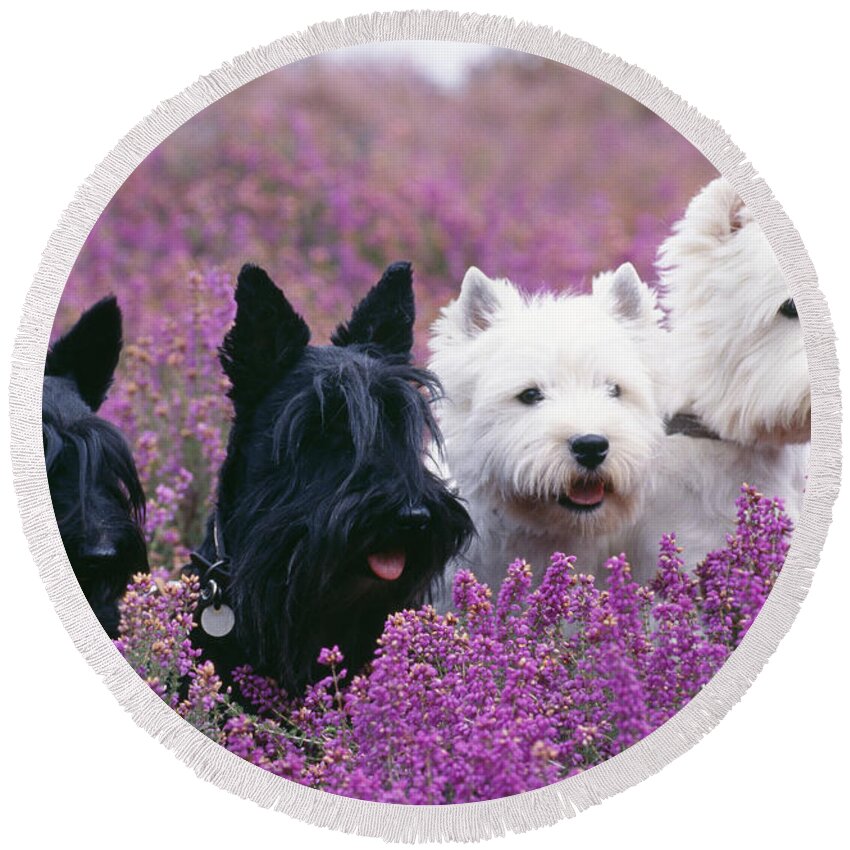 West Highland White Terrier Round Beach Towel featuring the photograph Westie And Scottie Dogs #1 by John Daniels