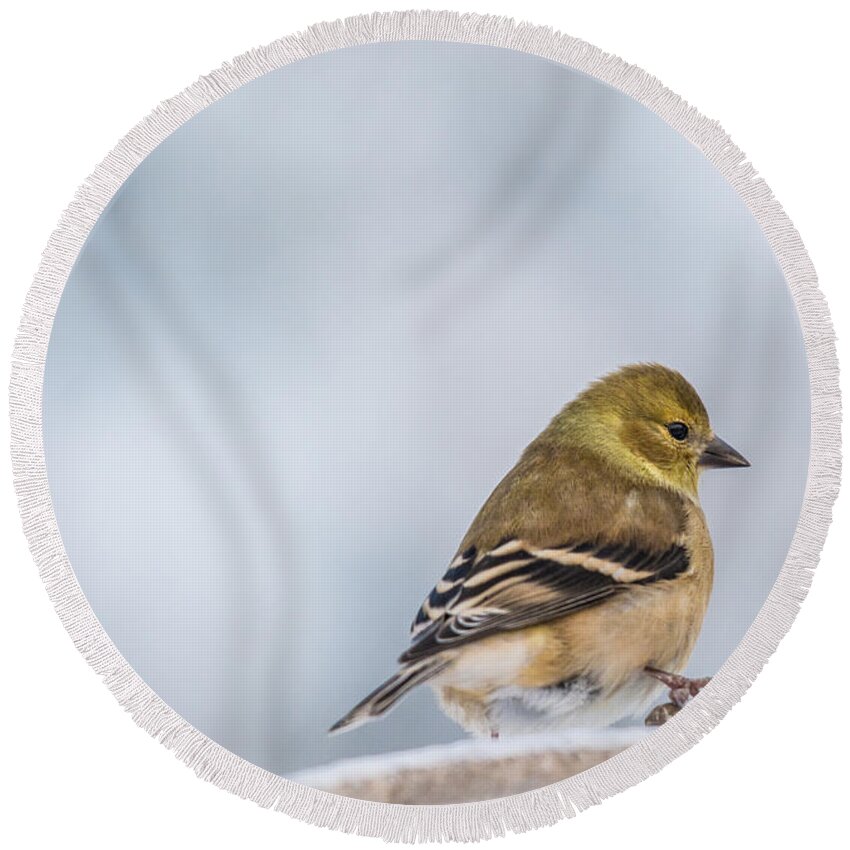  Round Beach Towel featuring the photograph Winter Goldfinch #1 by Cheryl Baxter