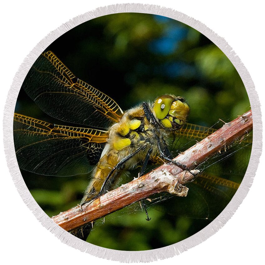 Dragonfly Round Beach Towel featuring the photograph Yellow Dragon by WB Johnston