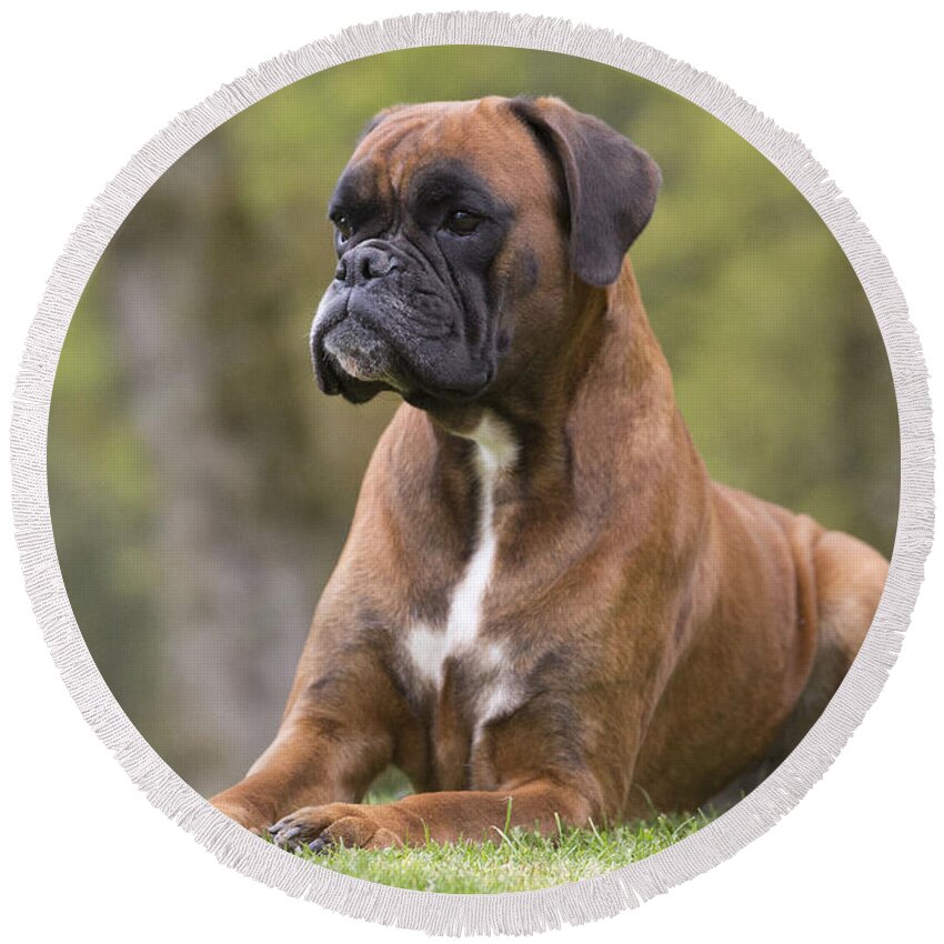 Dog Round Beach Towel featuring the photograph Boxer Dog #10 by Jean-Michel Labat