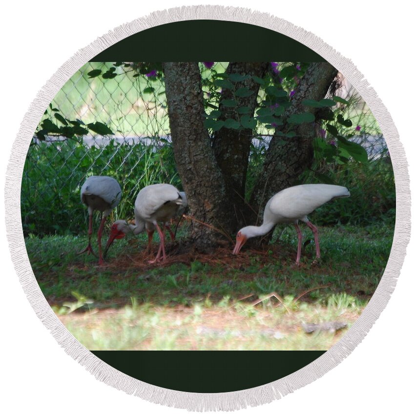 Digging For Bugs Round Beach Towel featuring the photograph White ibis #10 by Robert Floyd