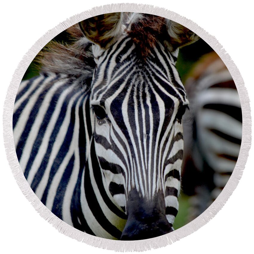 Zebra Round Beach Towel featuring the photograph 100 Yard Stare by Maggy Marsh