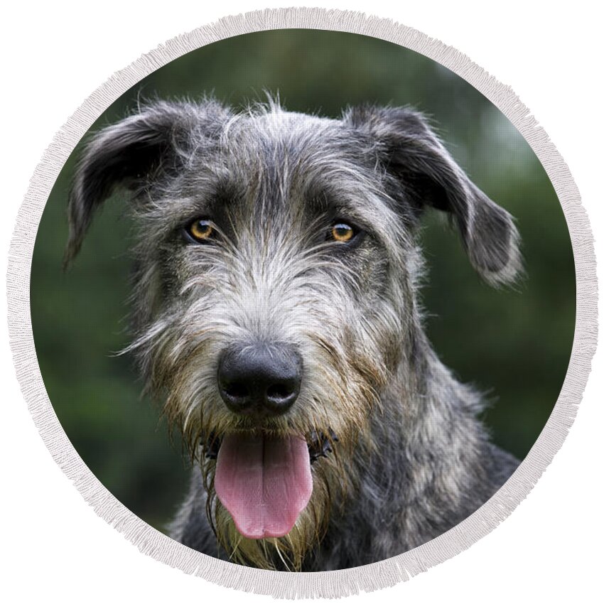 Irish Wolfhound Round Beach Towel featuring the photograph 101130p053 by Arterra Picture Library