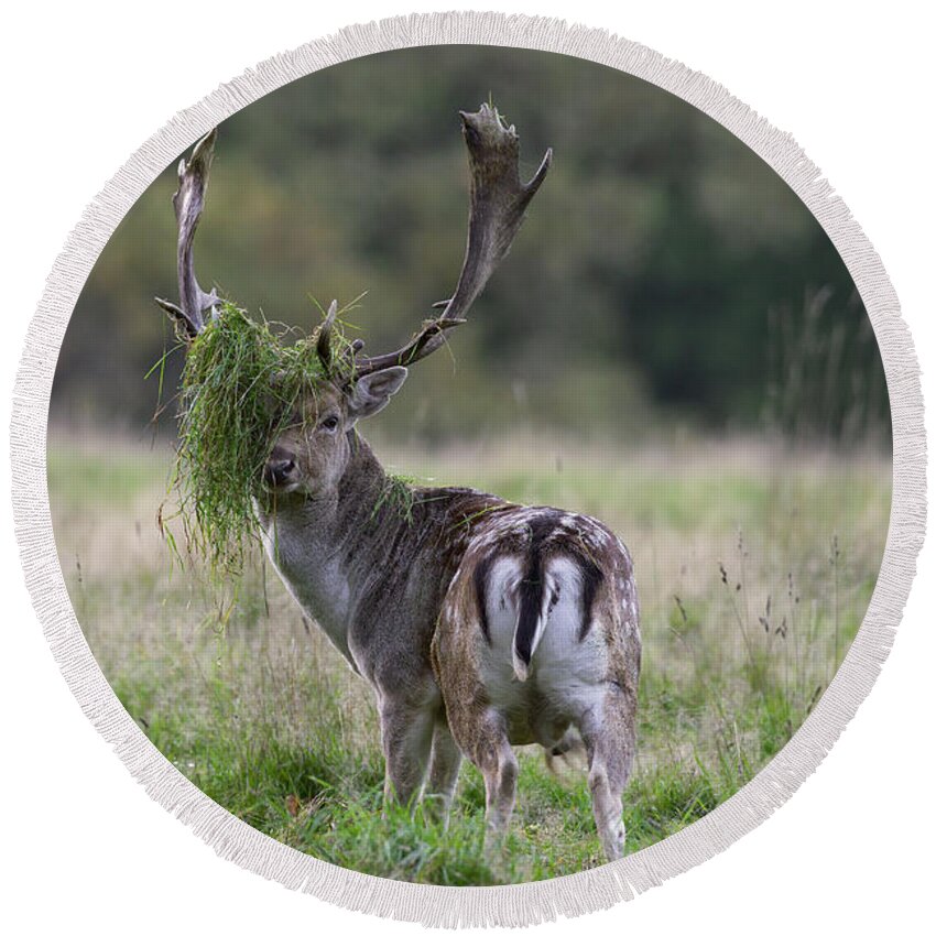 Fallow Deer Round Beach Towel featuring the photograph 110221p138 by Arterra Picture Library