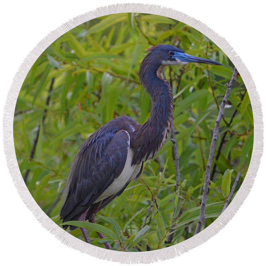 Tri-colored Heron Round Beach Towel featuring the photograph 13- Tri-Colored Heron by Joseph Keane