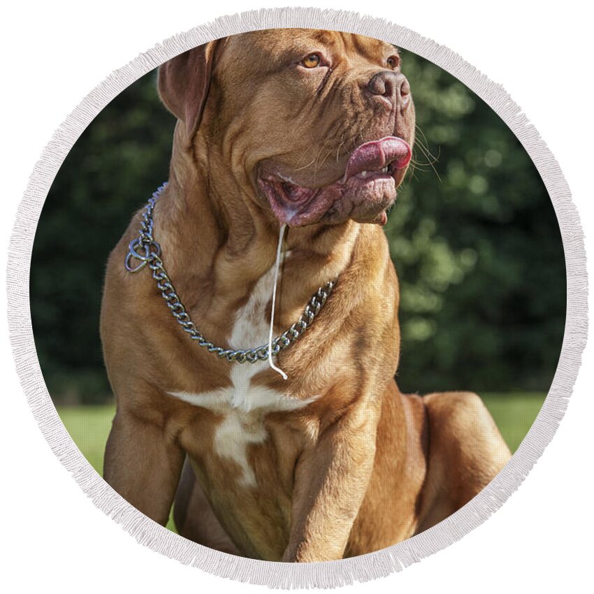 Dogue De Bordeaux Round Beach Towel featuring the photograph 130918p005 by Arterra Picture Library