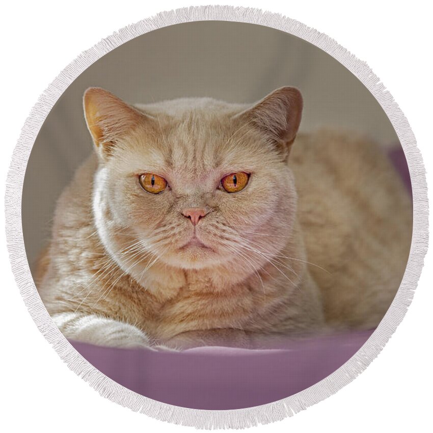 British Shorthair Round Beach Towel featuring the photograph 140420p084 by Arterra Picture Library