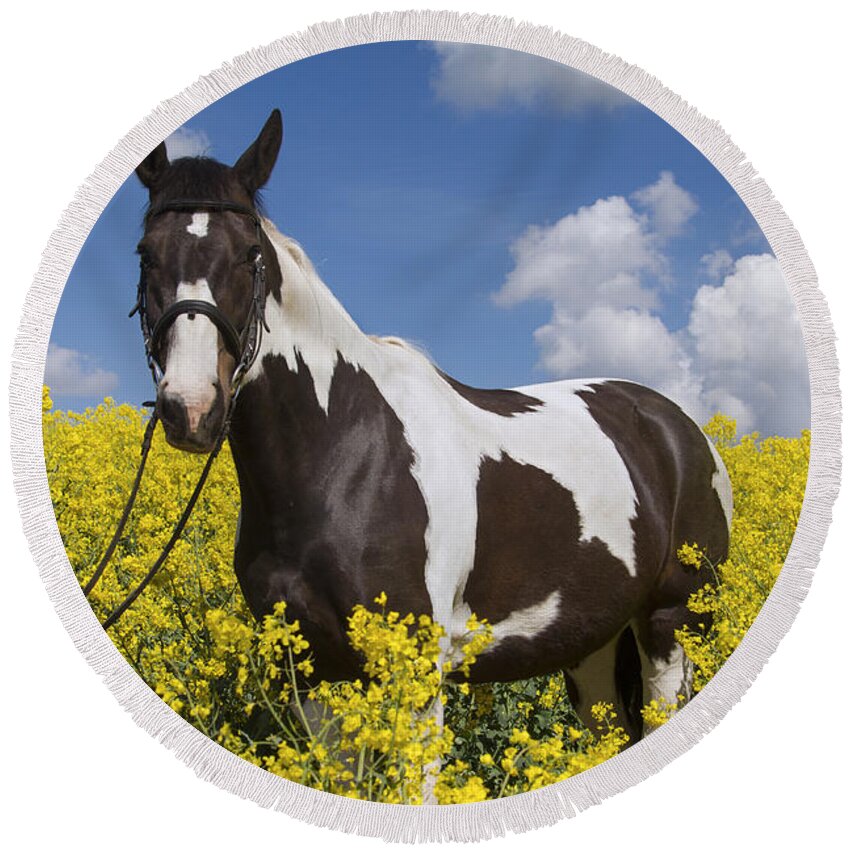 American Indian Horse Round Beach Towel featuring the photograph 140804p240 by Arterra Picture Library