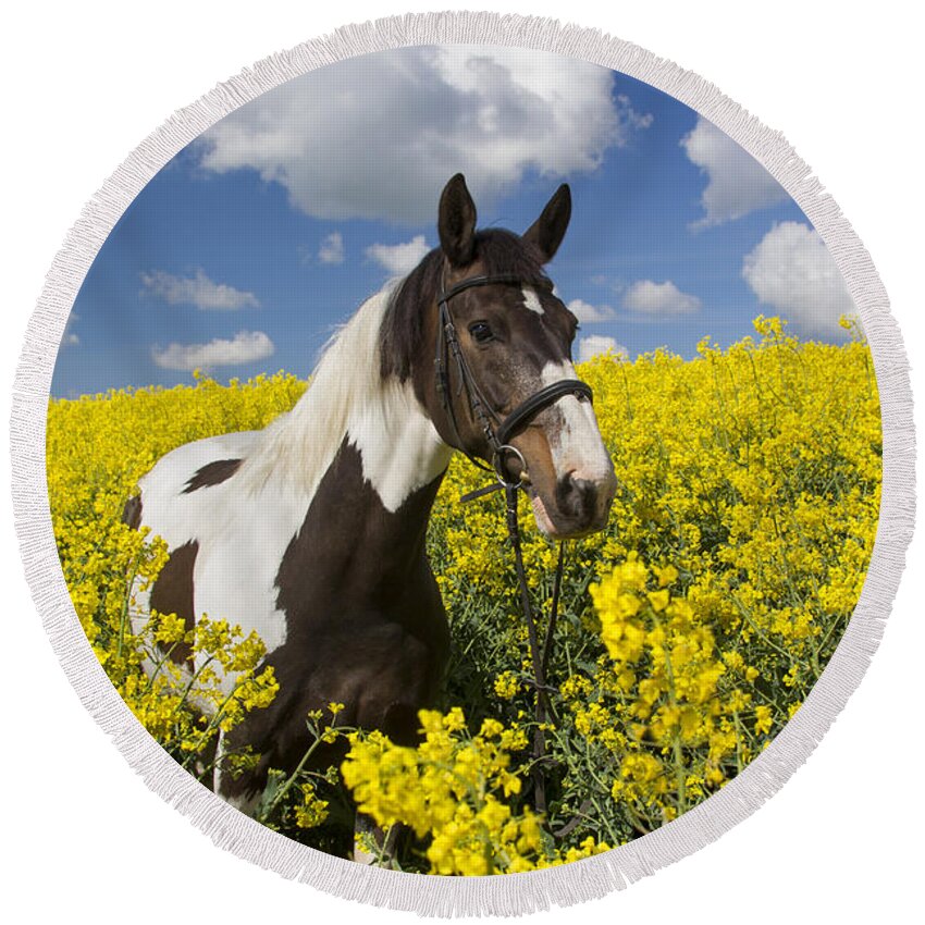 American Indian Horse Round Beach Towel featuring the photograph 140804p244 by Arterra Picture Library