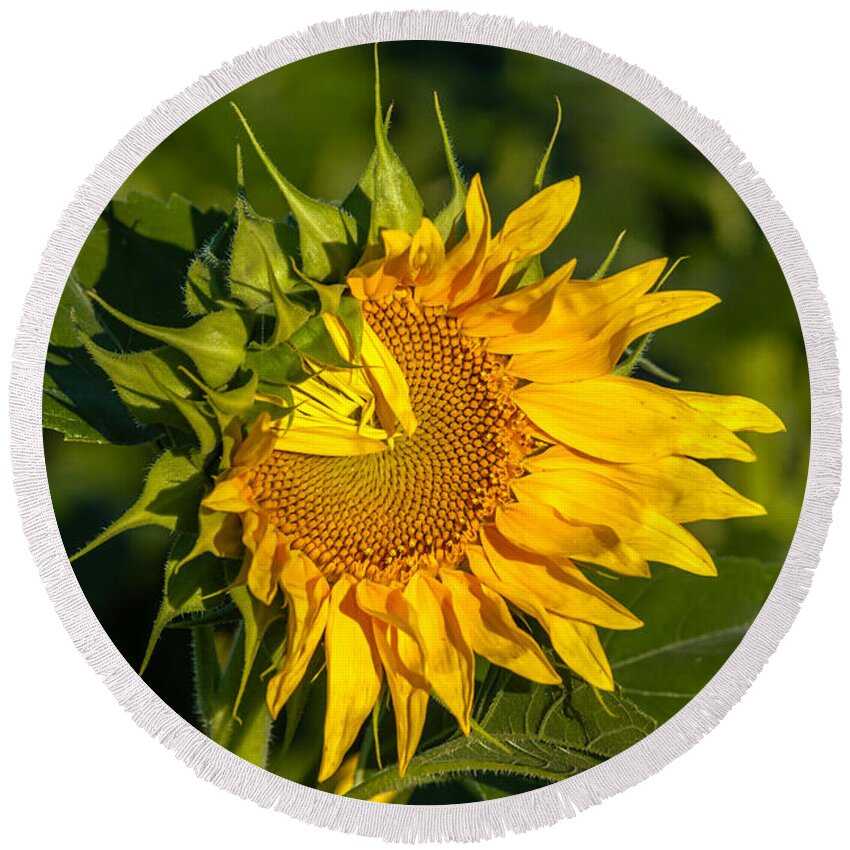 Blackeyed Susan Round Beach Towel featuring the photograph Folded Petals Sunflower by Melinda Ledsome