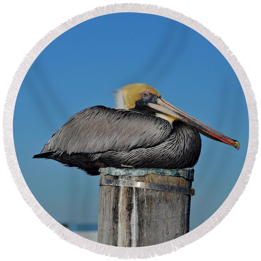 Pelican Round Beach Towel featuring the photograph 18- Brown Pelican by Joseph Keane