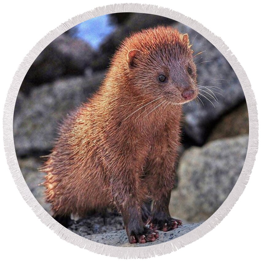 Mink Round Beach Towel featuring the photograph An American Mink by Kathy Baccari