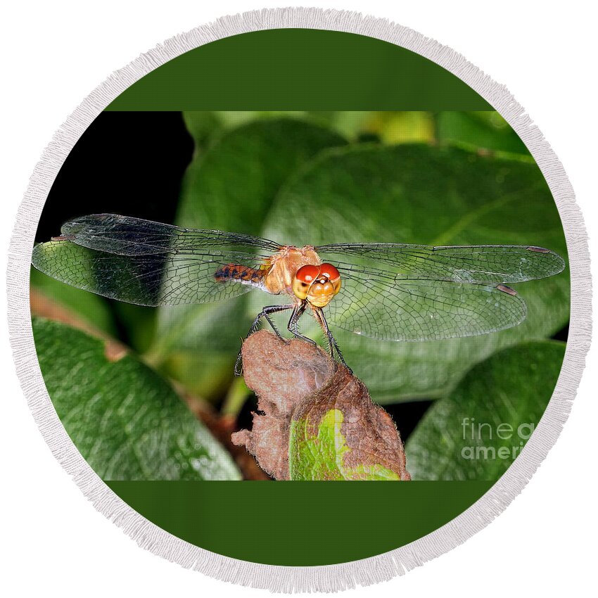 Dragonflies Round Beach Towel featuring the photograph Balancing Act by Geoff Crego
