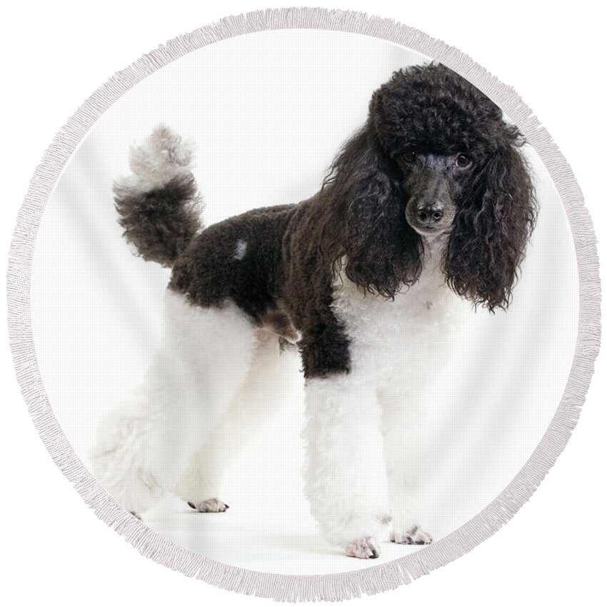 Poodle Round Beach Towel featuring the photograph Black And White Poodle #2 by Jean-Michel Labat