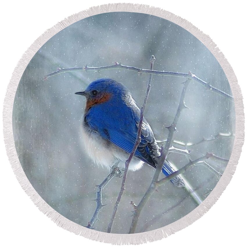 Birds Round Beach Towel featuring the photograph Blue Bird by Fran J Scott