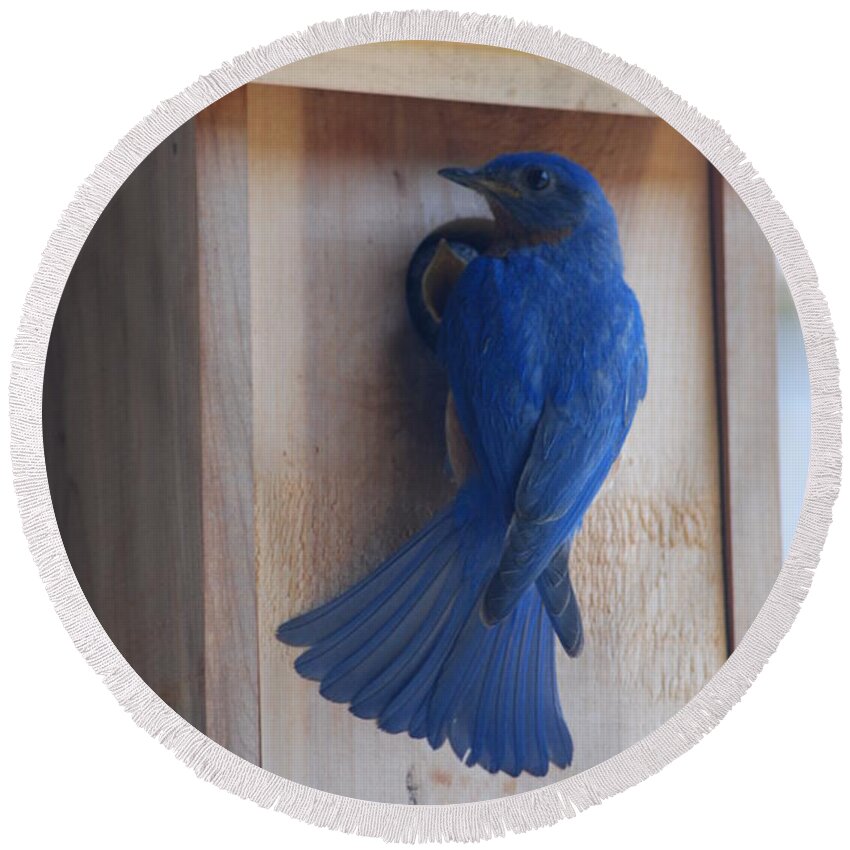 Bird Round Beach Towel featuring the photograph Bluebird of Happiness by Kenny Glover