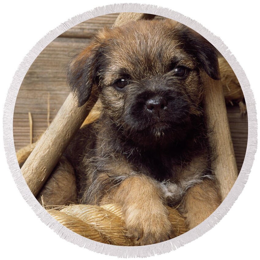 Dog Round Beach Towel featuring the photograph Border Terrier Puppy Dog #2 by John Daniels