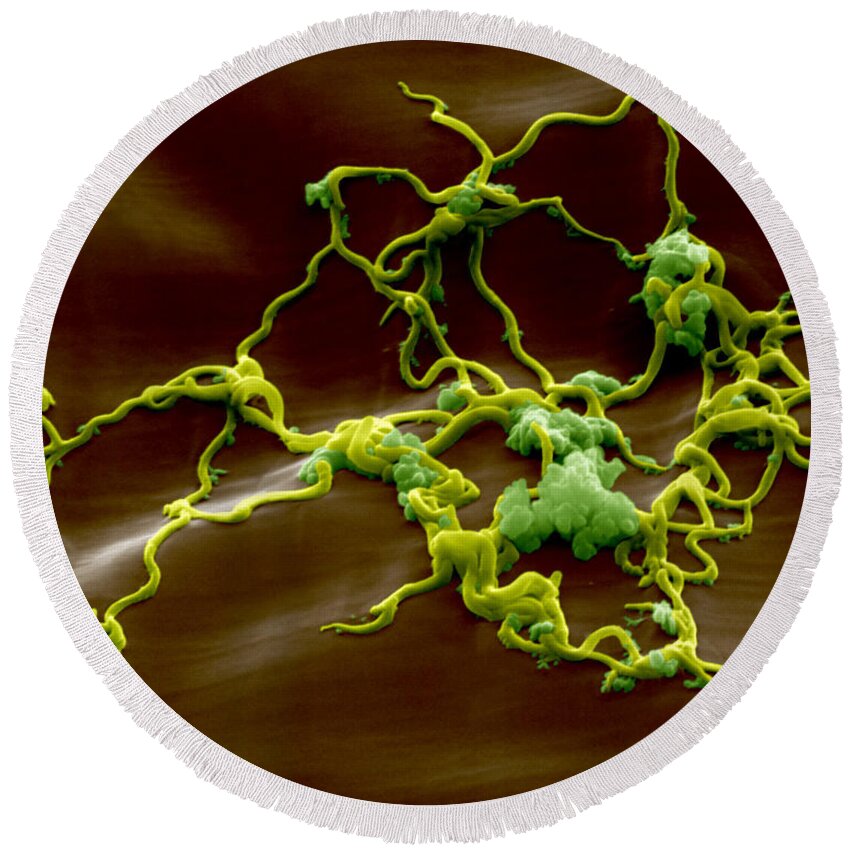 Micrograph Round Beach Towel featuring the photograph Borrelia Burgdorferi #2 by Eye of Science
