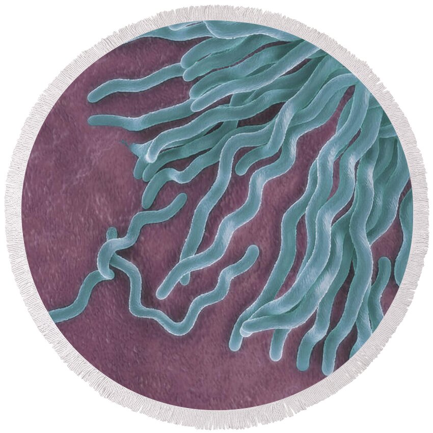 Pathogenic Round Beach Towel featuring the photograph Borrelia Burgdorferi #2 by Science Picture Co