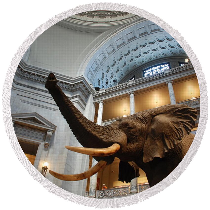Bull Elephant Round Beach Towel featuring the photograph Bull Elephant in Natural History Rotunda by Kenny Glover