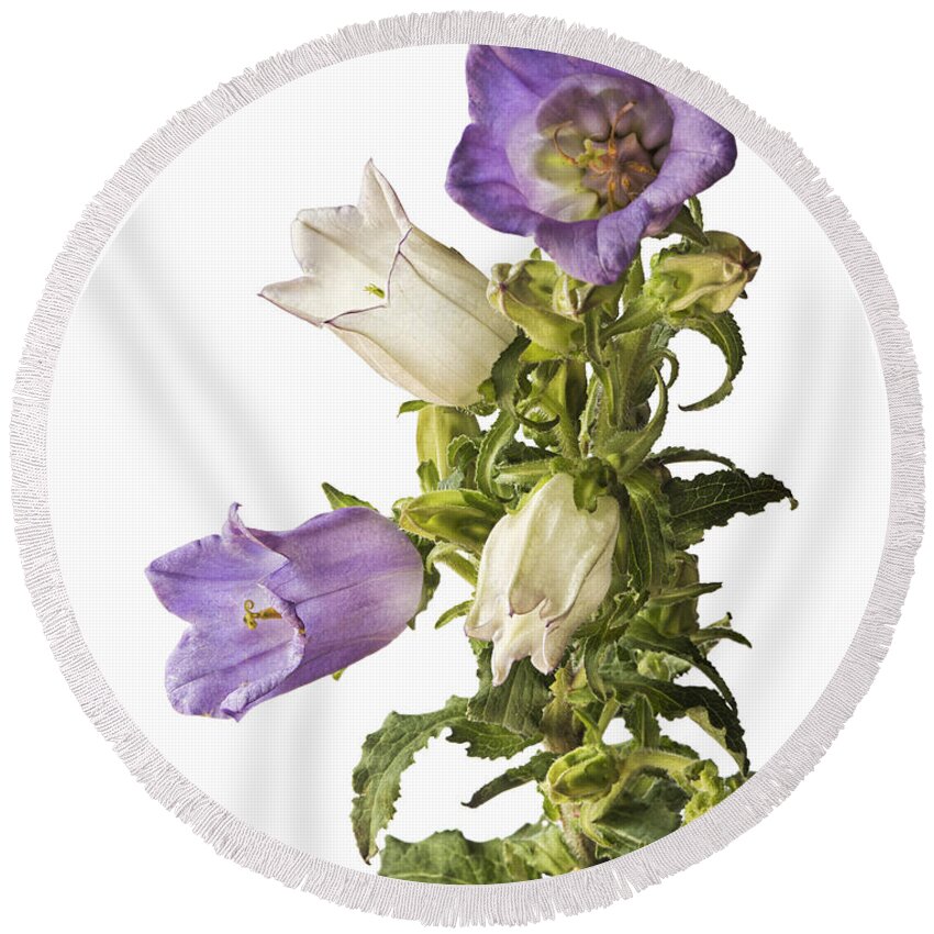 Flower Round Beach Towel featuring the photograph Campanula #2 by Endre Balogh