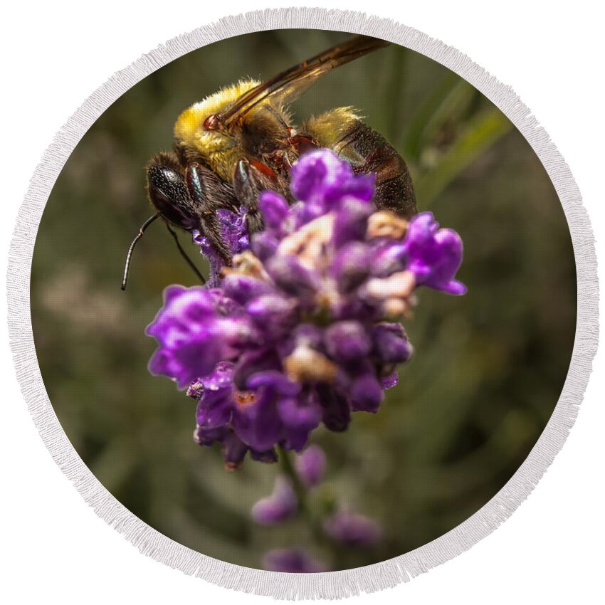 Flower Round Beach Towel featuring the photograph Carpenter Bee on a Lavender Spike by Ron Pate