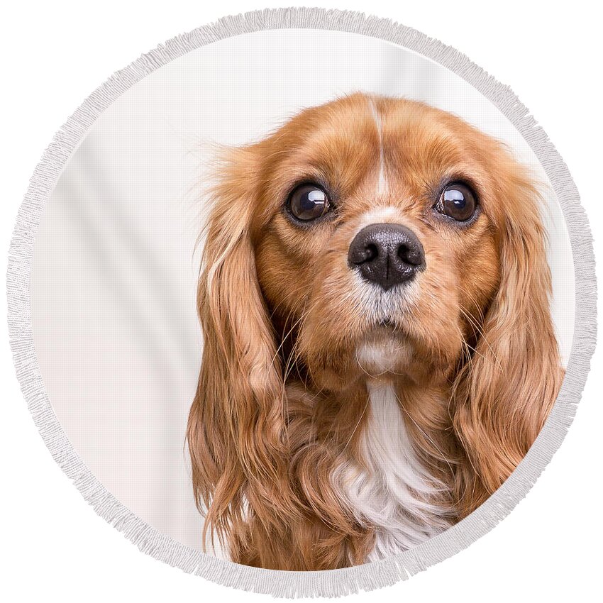 Dog Round Beach Towel featuring the photograph Cavalier King Charles Spaniel Puppy #3 by Edward Fielding