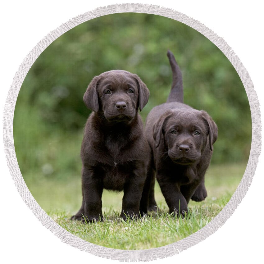 Dog Round Beach Towel featuring the photograph Chocolate Lab Puppy Dogs #2 by John Daniels