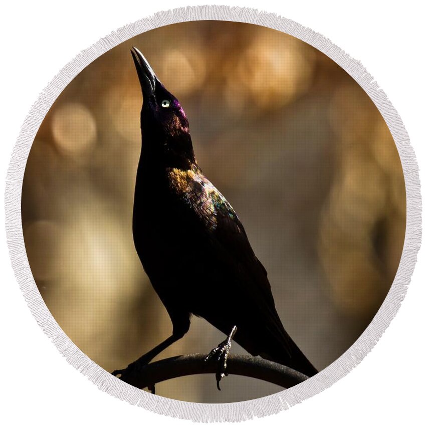 Common Grackle Round Beach Towel featuring the photograph Common Grackle #2 by Robert L Jackson