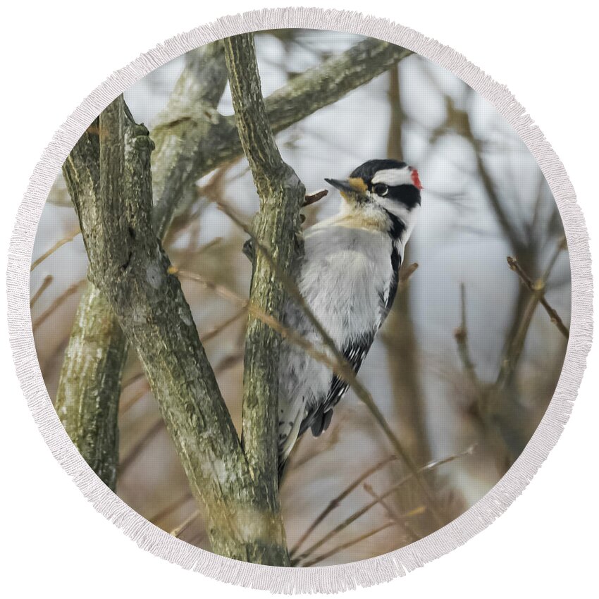 Woodpecker Round Beach Towel featuring the photograph Downy Woodpecker by Holden The Moment